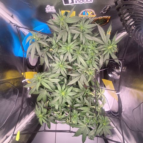 Maria #1 growlog timeline photo