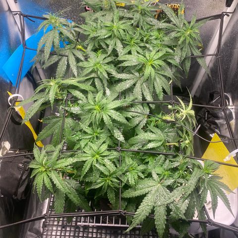Maria #1 growlog timeline photo