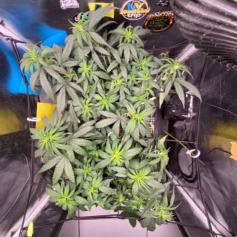 Joana #2 growlog timeline photo