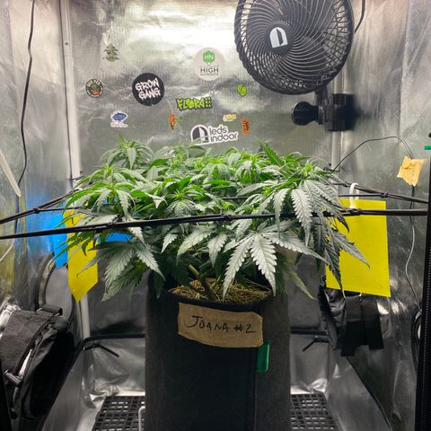 Joana #2 growlog timeline photo