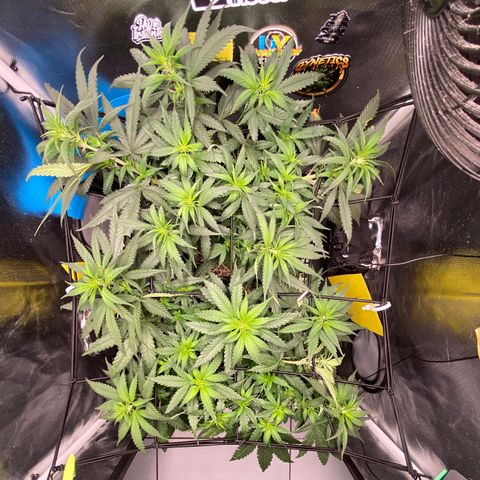 Joana #2 growlog timeline photo