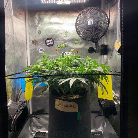 Joana #2 growlog timeline photo