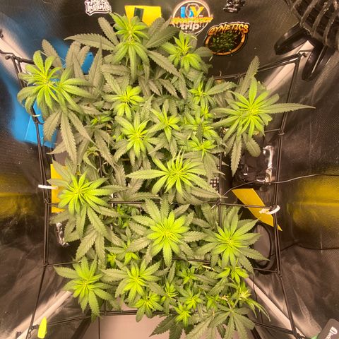 Joana #2 growlog timeline photo