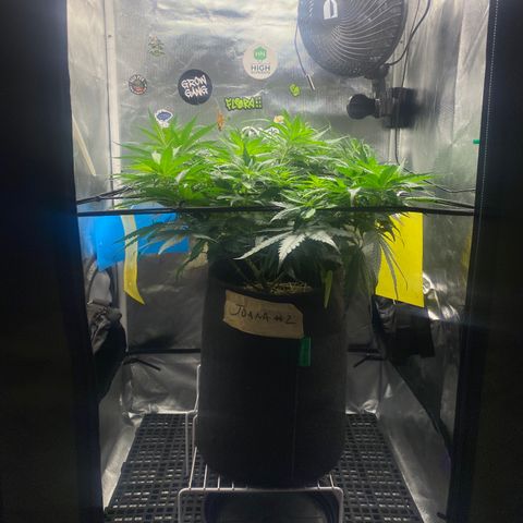 Maria #1 growlog timeline photo