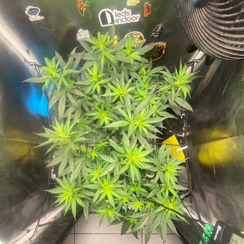 Maria #1 growlog timeline photo