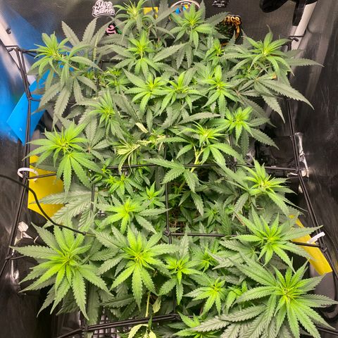 Joana #2 growlog timeline photo