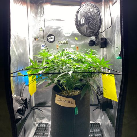 Joana #2 growlog timeline photo
