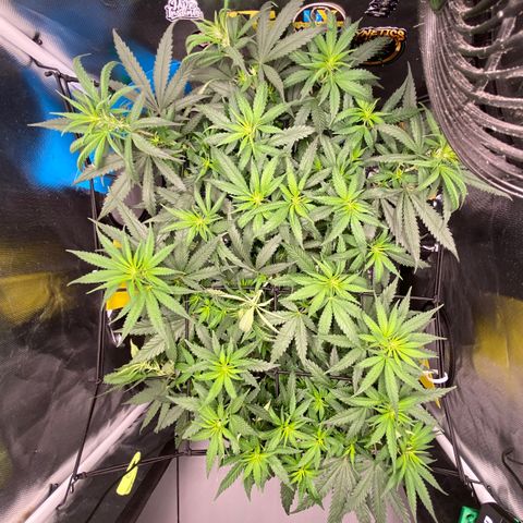 Joana #2 growlog timeline photo