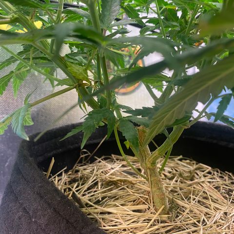 Maria #1 growlog timeline photo