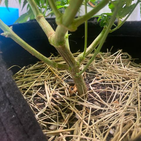 Joana #2 growlog timeline photo