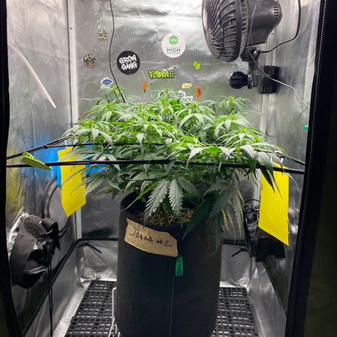 Joana #2 growlog timeline photo