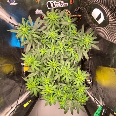 Joana #2 growlog timeline photo