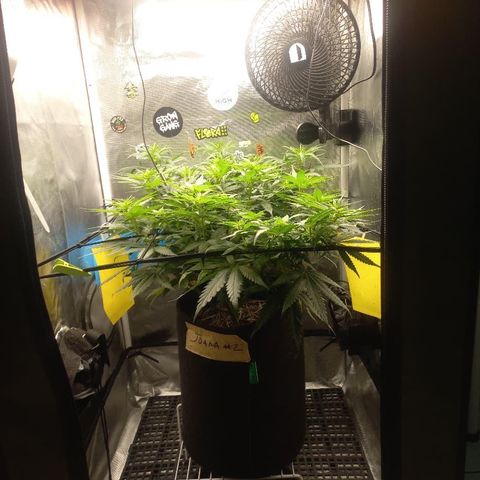 Joana #2 growlog timeline photo