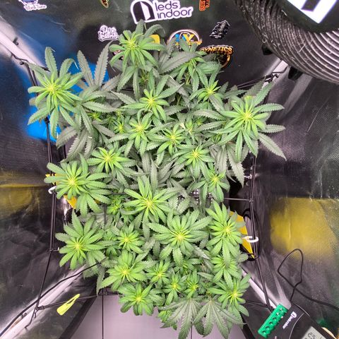 Joana #2 growlog timeline photo