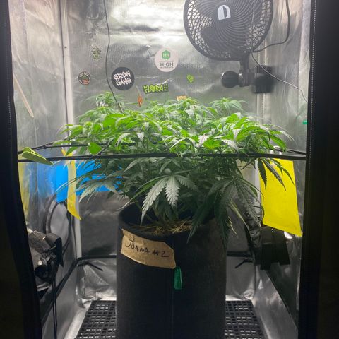Joana #2 growlog timeline photo