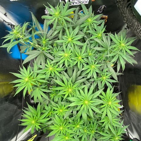 Joana #2 growlog timeline photo