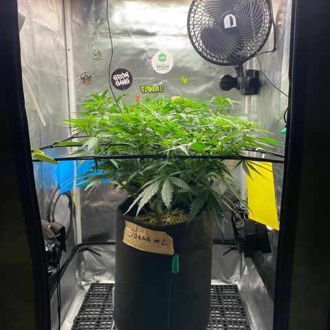 Joana #2 growlog timeline photo