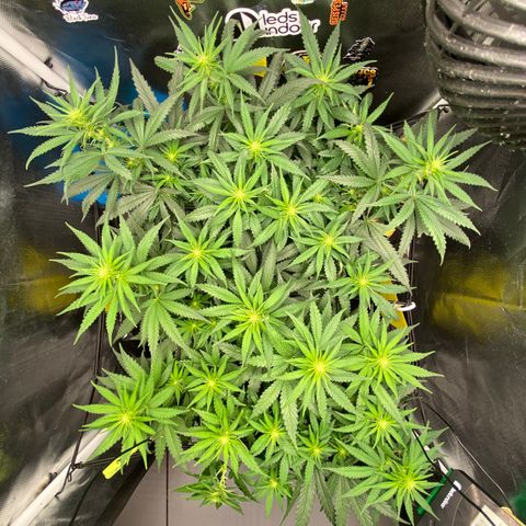 Joana #2 growlog timeline photo