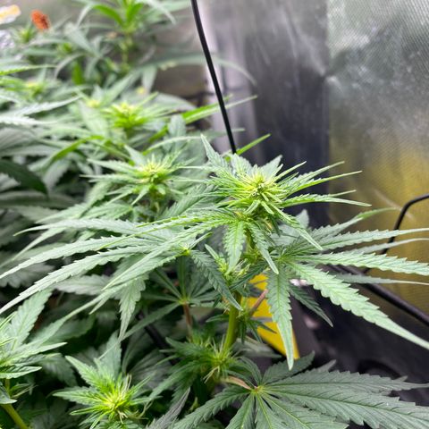 Joana #2 growlog timeline photo