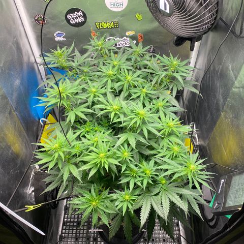 Joana #2 growlog timeline photo