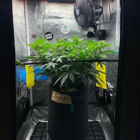 Joana #2 growlog timeline photo