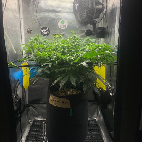 Joana #2 growlog timeline photo