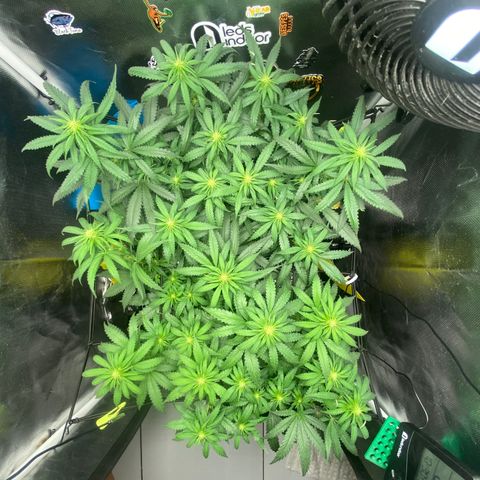 Joana #2 growlog timeline photo