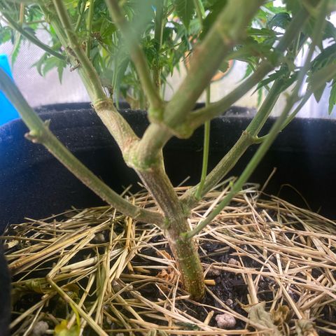 Joana #2 growlog timeline photo