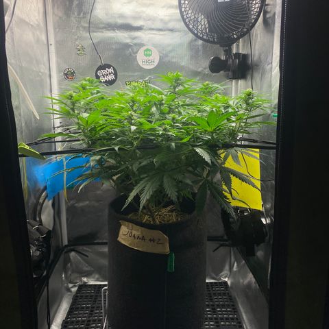 Joana #2 growlog timeline photo