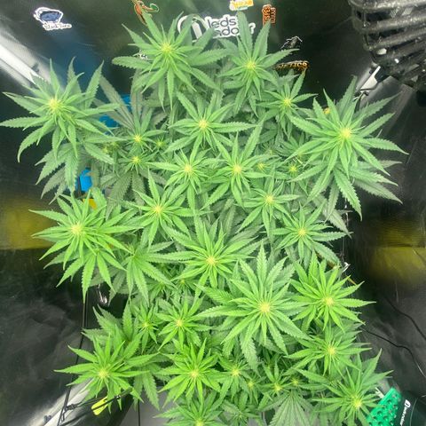 Joana #2 growlog timeline photo