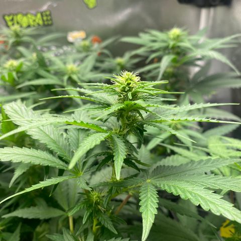 Joana #2 growlog timeline photo