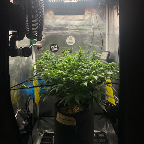 Joana #2 growlog timeline photo