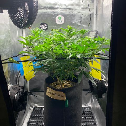 Joana #2 growlog timeline photo