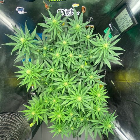 Joana #2 growlog timeline photo