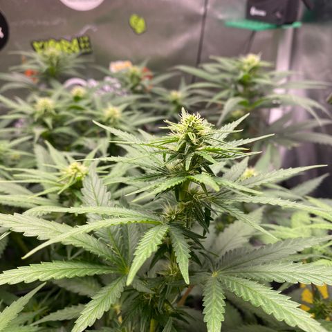 Joana #2 growlog timeline photo