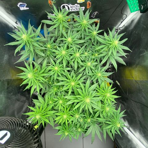 Joana #2 growlog timeline photo