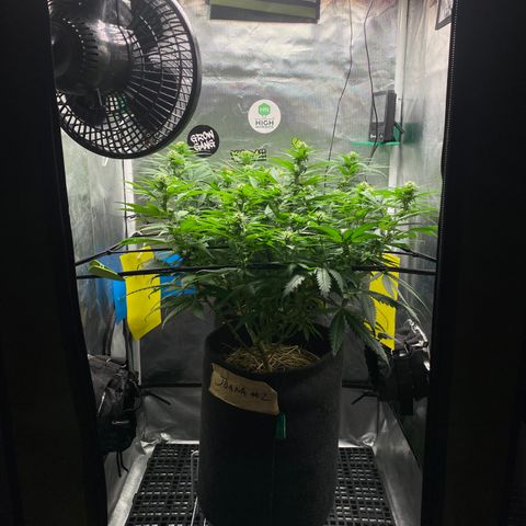 Joana #2 growlog timeline photo