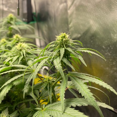 Maria #1 growlog timeline photo