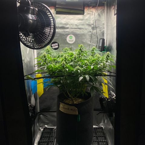 Maria #1 growlog timeline photo