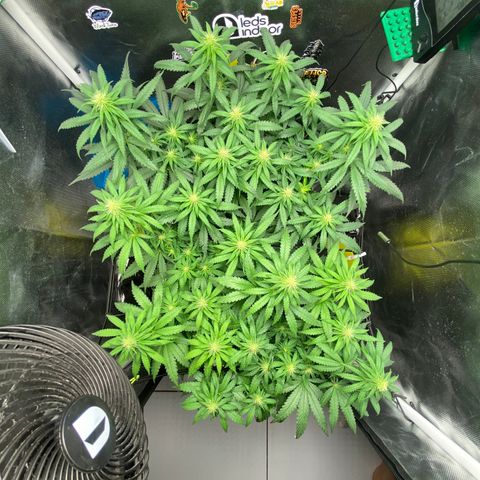 Maria #1 growlog timeline photo