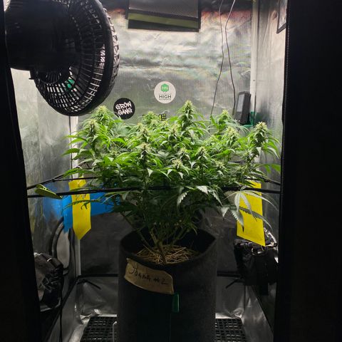 Maria #1 growlog timeline photo