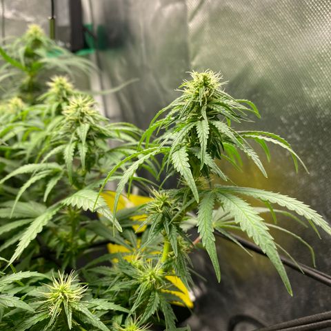 Maria #1 growlog timeline photo