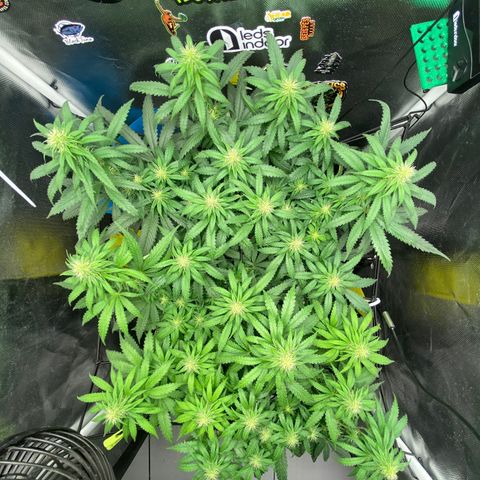Maria #1 growlog timeline photo
