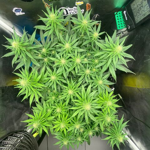 Joana #2 growlog timeline photo