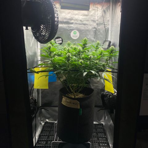 Joana #2 growlog timeline photo