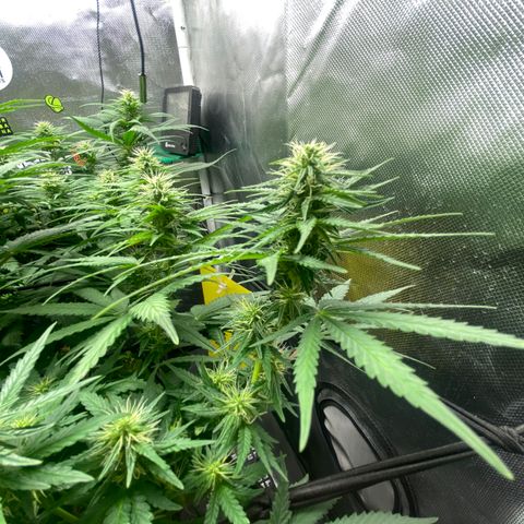Joana #2 growlog timeline photo