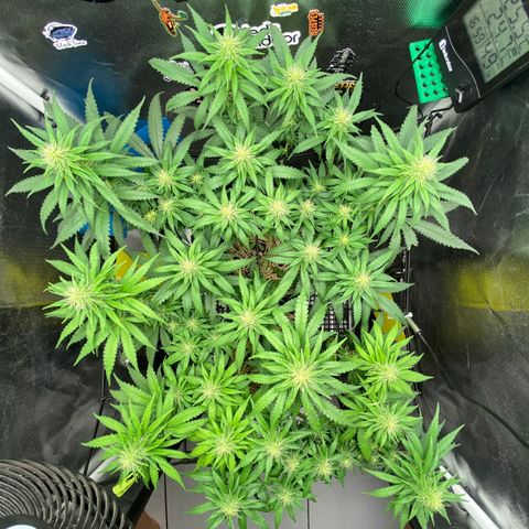 Maria #1 growlog timeline photo