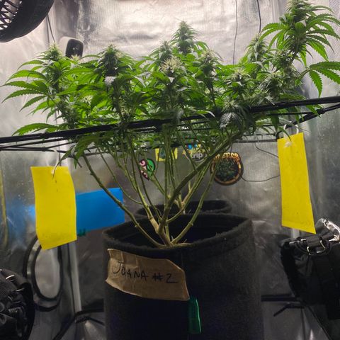 Maria #1 growlog timeline photo
