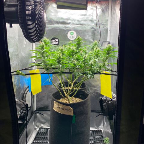 Maria #1 growlog timeline photo