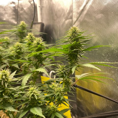 Joana #2 growlog timeline photo